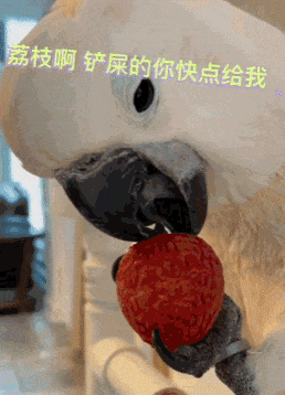 自己剥皮吃荔枝的鹦鹉，这智商和乌鸦不相上下