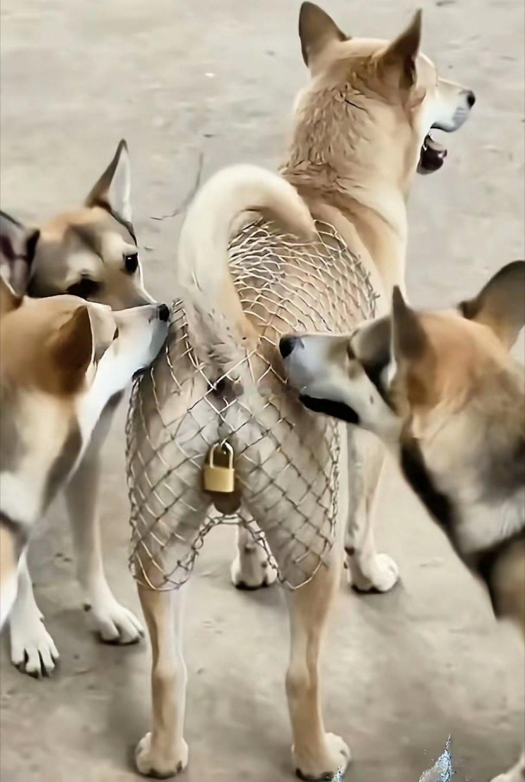 可远观而不可亵玩焉，狗狗命好苦啊！ 