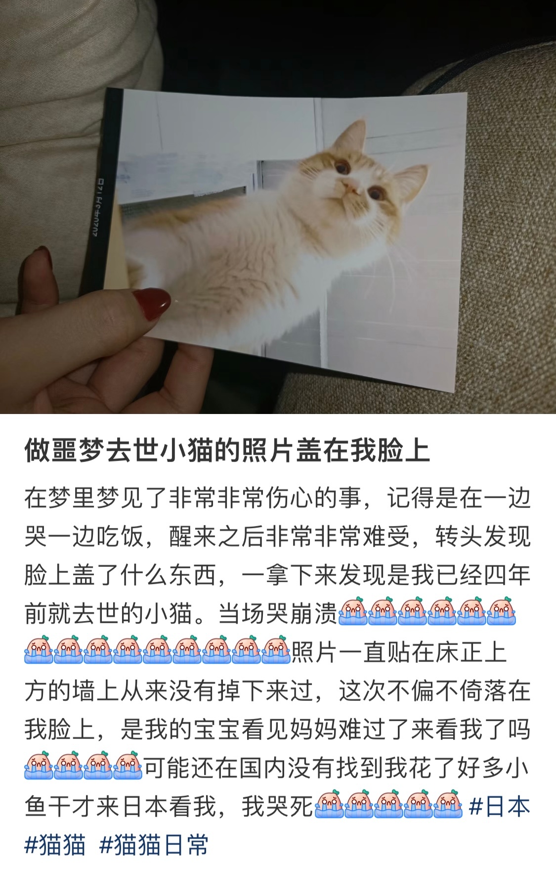 做噩梦去世的小猫照片盖在了我脸上 ​​​