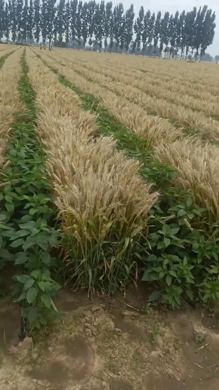 几辆收割机来到之后一看都摇摇头走了，割掉麦子还不伤苗，他们都说拿不到。目前出高价