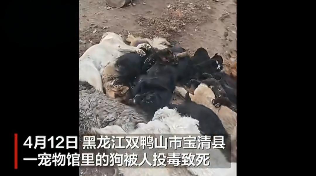 太残忍、太缺德！黑龙江一宠物馆17条狗集体中毒身亡，连7只幼犬都没放过！
 
4