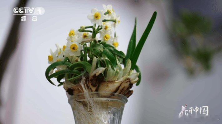 把水仙花雕刻成花孔雀中国手艺人把花养成山水画 一刀一琢皆是匠心，水仙被雕成孔雀，