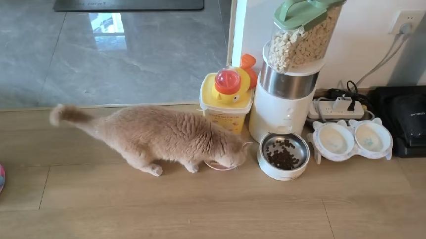 满满没饭吃了——
       满满，是我家猫的名字，准确地说是女儿家的猫的名字