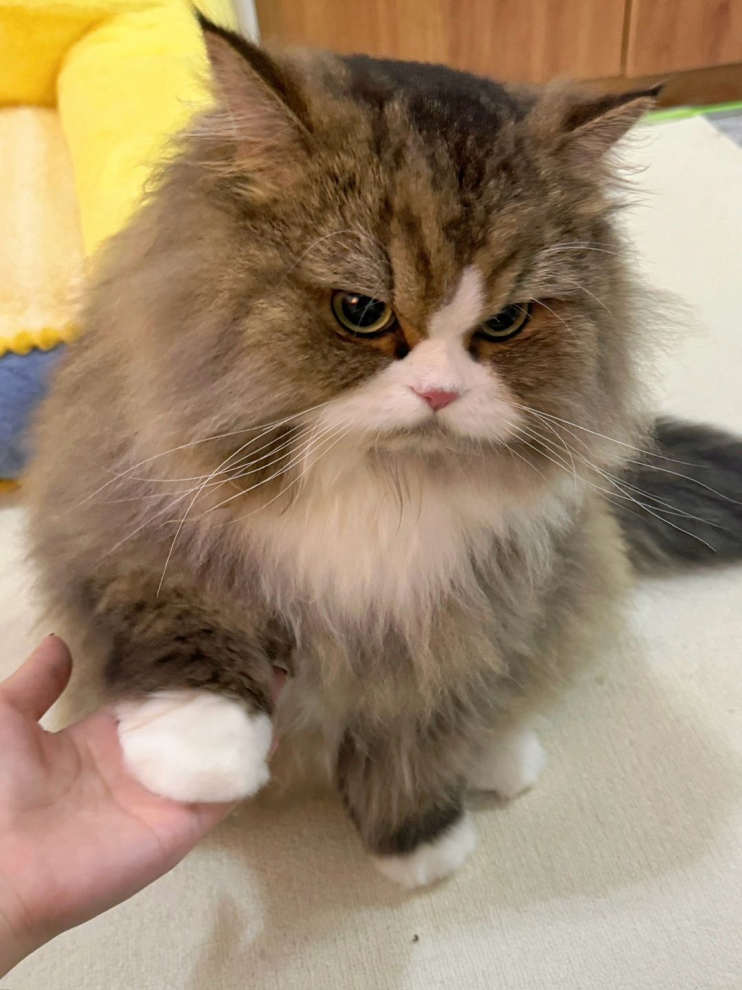 这是我的精神抚慰猫