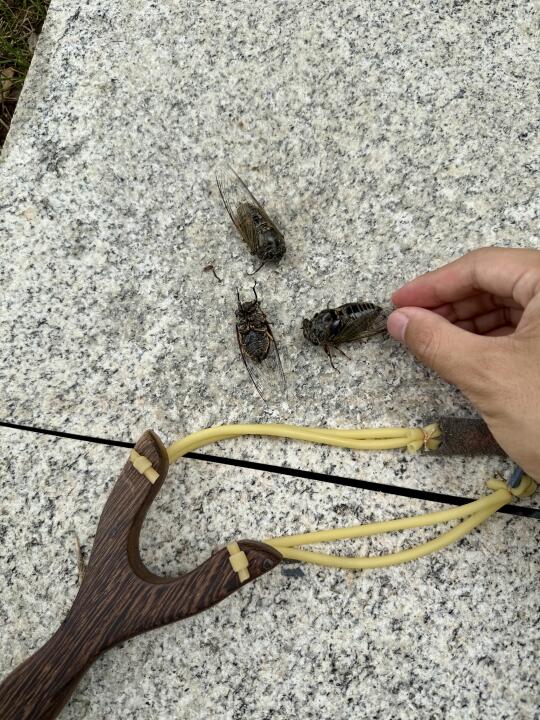 这玩意儿、在你们那叫啥？