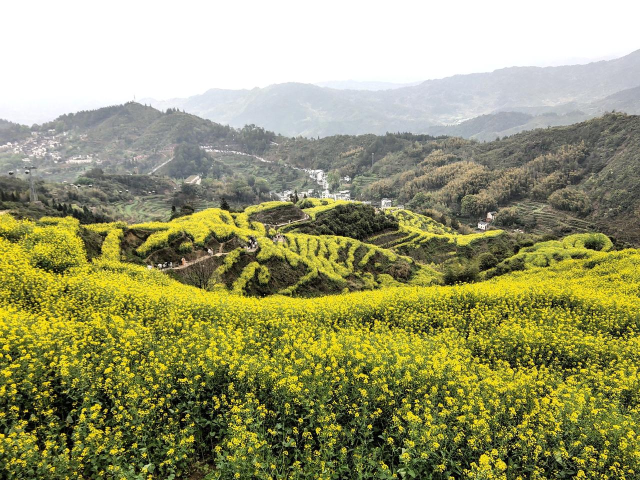 两天的婺源行，第一天被大雨淋的差点感冒，第二天被挤的怀疑人生。

今天婺源篁岭的