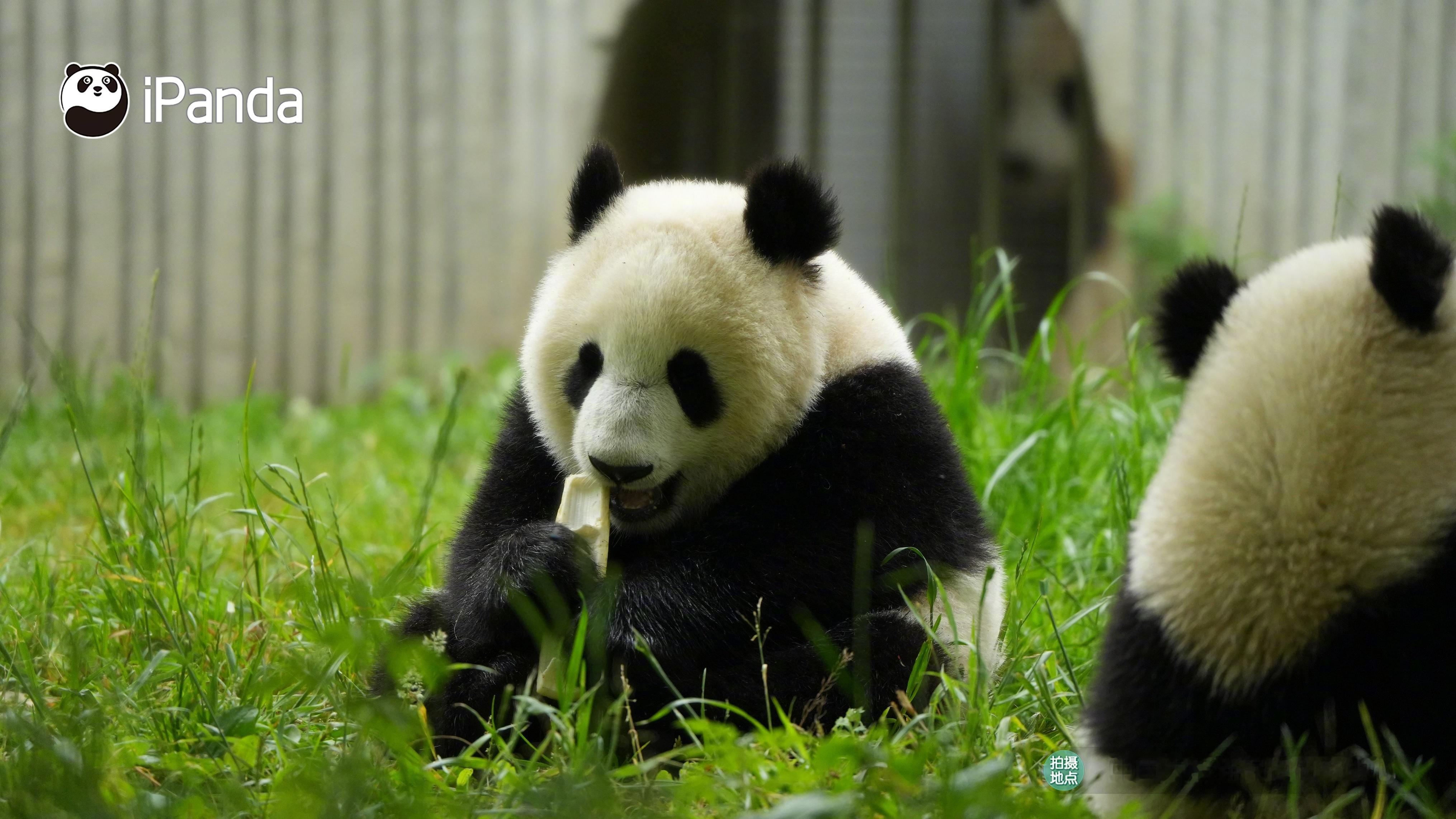 ₍ᐢ •͈ ༝ •͈ ᐢ₎♡ 笋笋好吃吗？分我一口呗？[亲亲][亲亲] #iPa