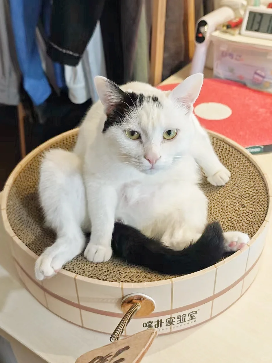 据说不会舔毛的猫是弱智