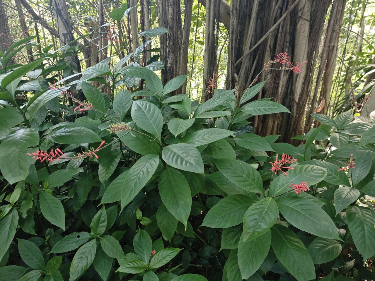 这是什么植物，什么花？