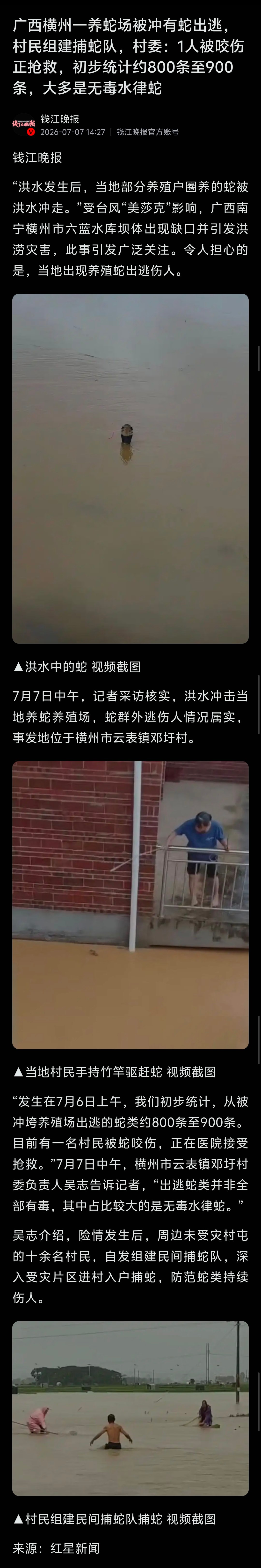 广西横州水灾，当地一养蛇场被淹。事发地村委负责人证实，初步统计约800条至900