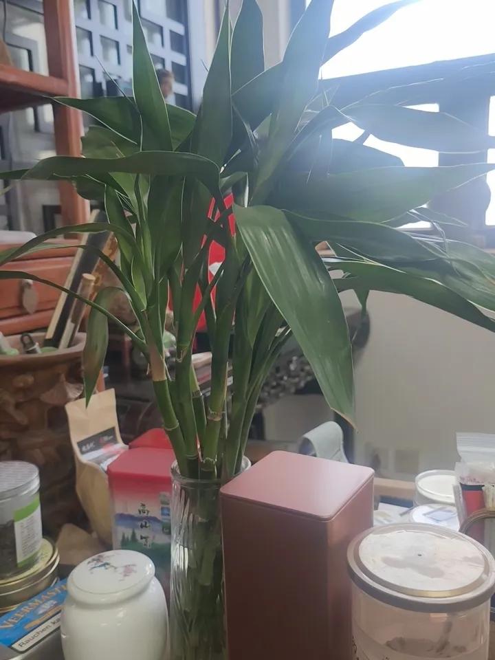 案头放一把绿植，舒缓心情，平静环境。光合作用，还能净化空气！