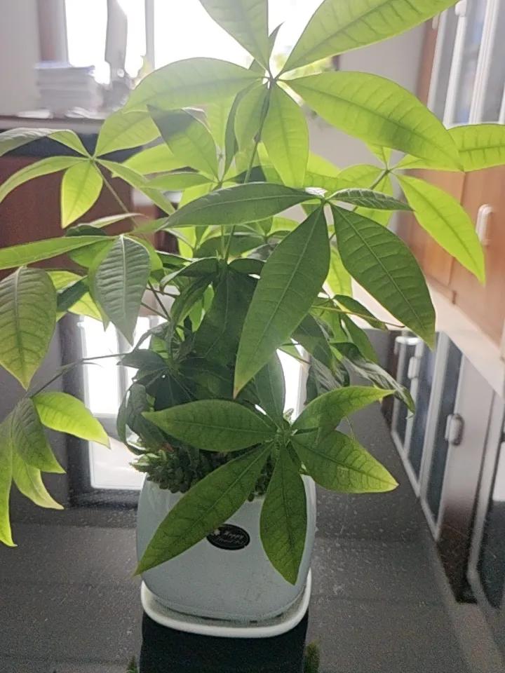 办公室养了几盆小花，
给平凡枯燥的日子增添一点颜色。
重复的日子可能会无聊，
可