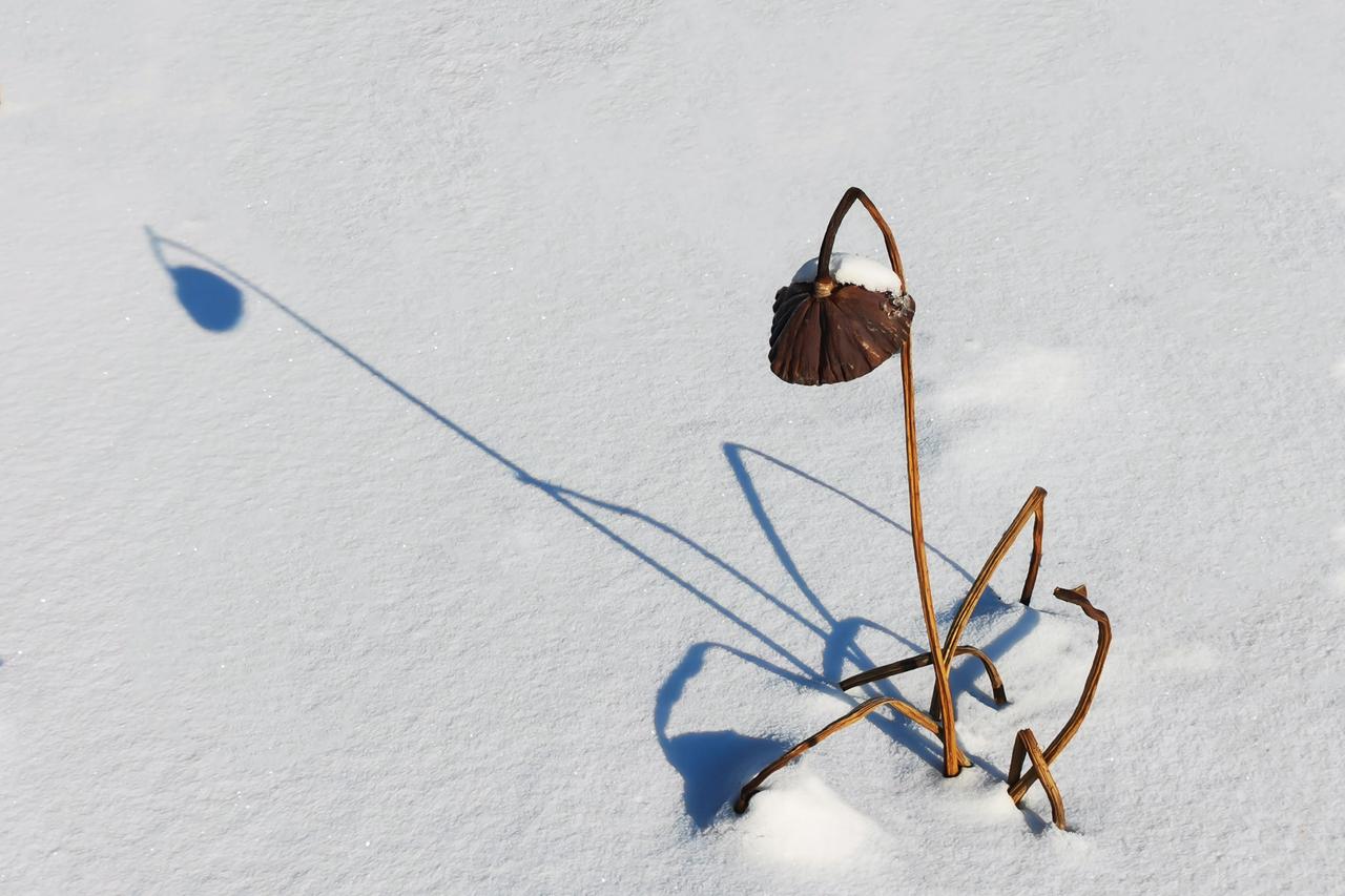 落雪残荷

雪，落满了冰封的湖面，天地素白，静如太古。唯有几枝残荷从雪中探出，像