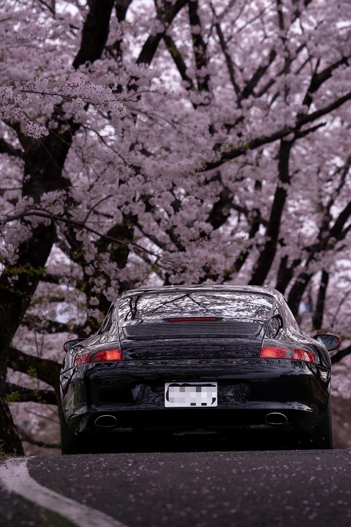 日本樱花盛开🌸 唯美感 