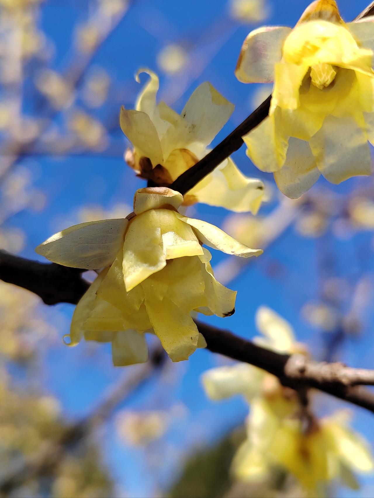 下联：二度梅开。

（图片来自网络）