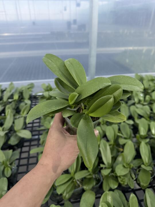 复茎型蝴蝶兰