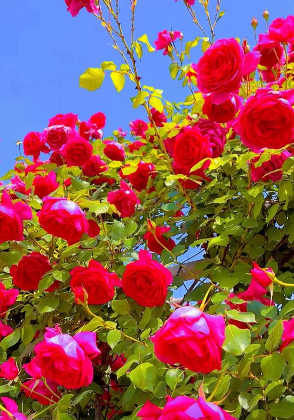 #上联一：轻风吹绿叶，诚邀下联#暮雨润红花