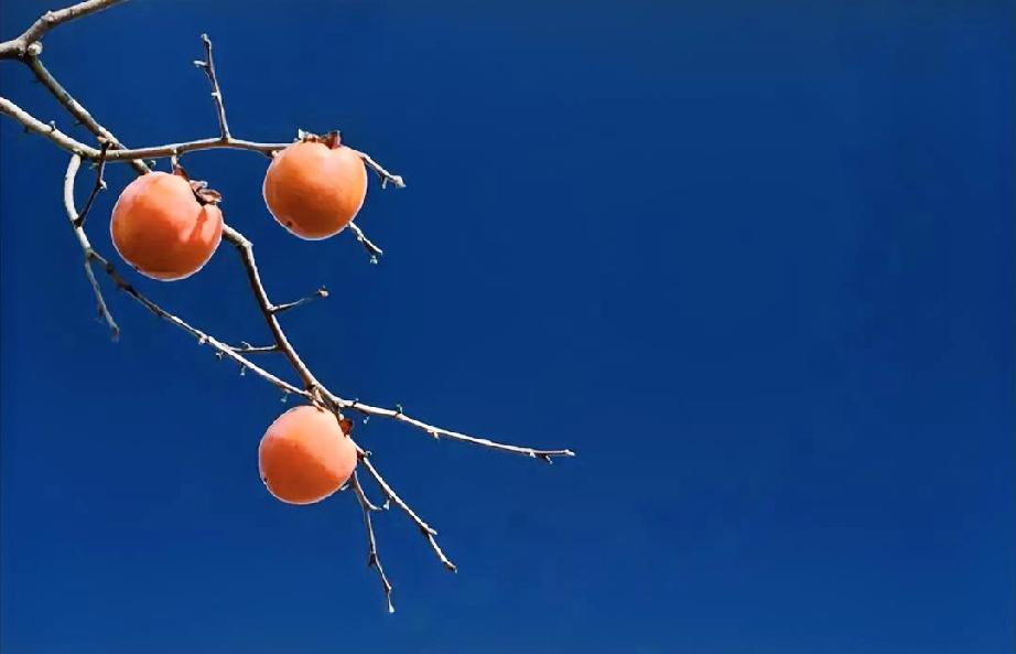 这几天我正在减肥，一连几天坚持吃两顿饭，原因是上次查体总胆固醇偏高，其他正常，低