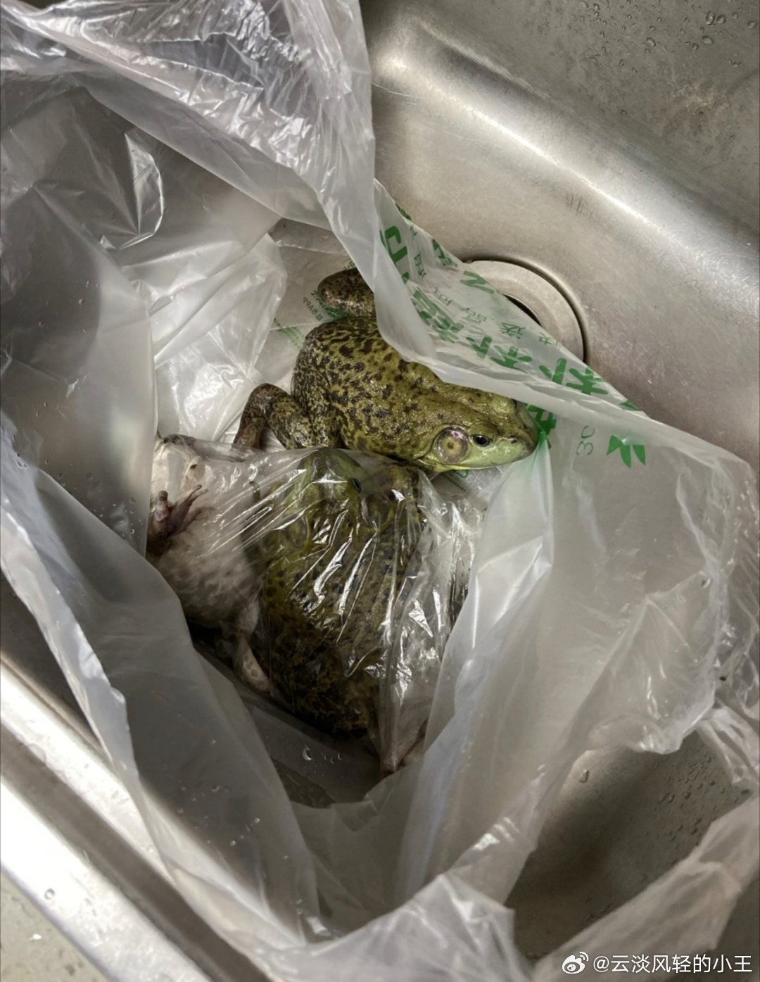 点外卖收到活牛蛙女子发声就问你是不是不烧，还是活的哈哈哈😁。女子点外卖备注“牛