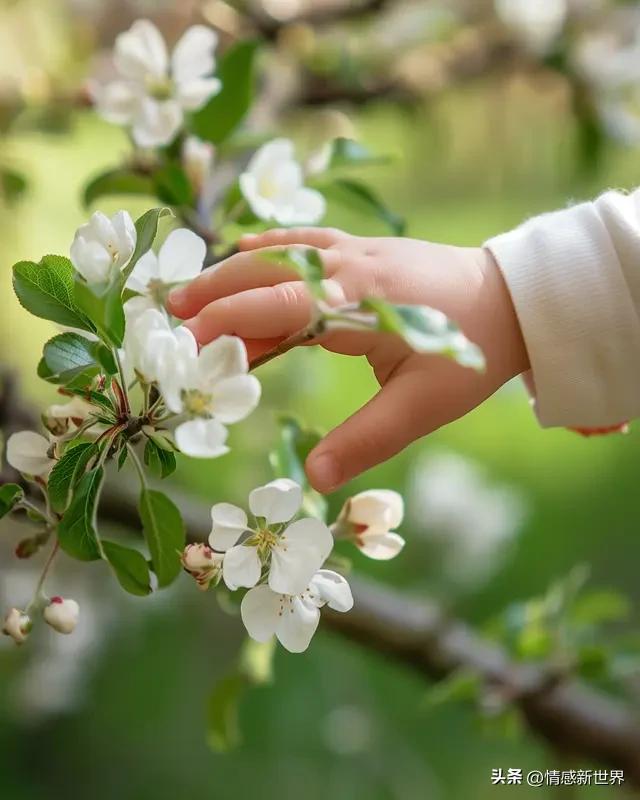 春天给家人的小惊喜 春天到了，给家人来点小惊喜超棒！可以亲手做艾草清明粿。用新鲜