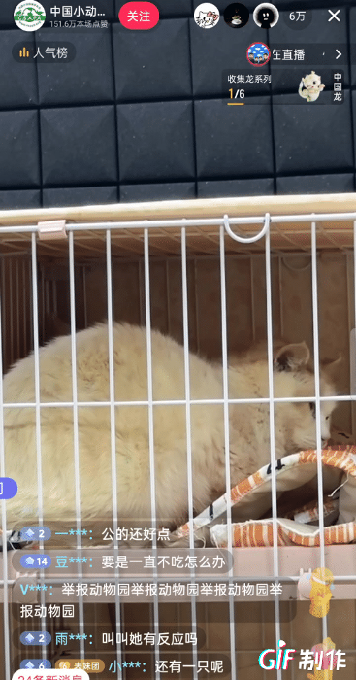 昆明动物园两只猫是公猫，不要再谣传猴子强奸猫咪啦！
网络舆论开始有点偏，猫咪确实