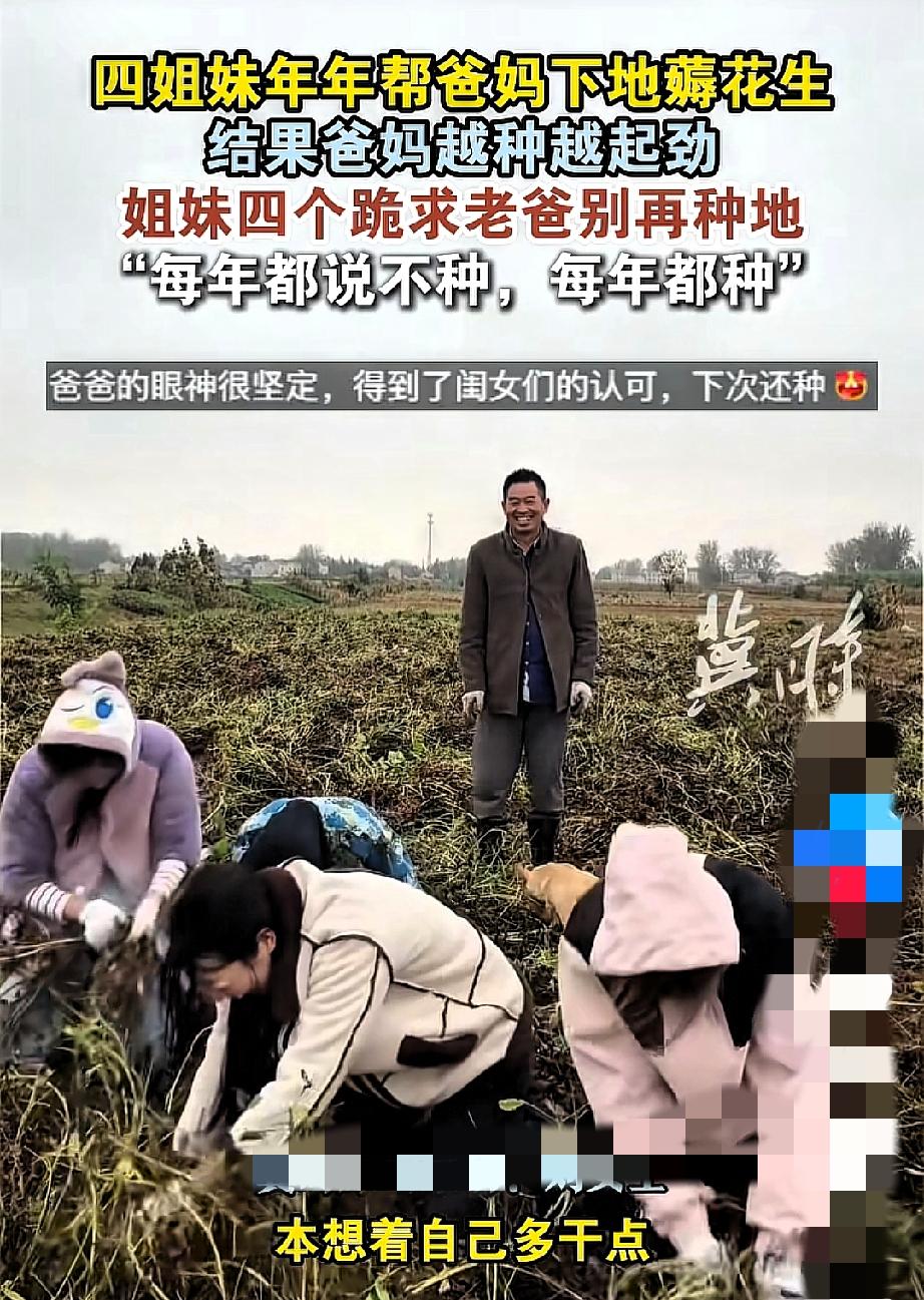 谁能想到，四姐妹年年回老家帮着薅花生，
想让爸妈少累点，结果老爸反倒越种越多，最