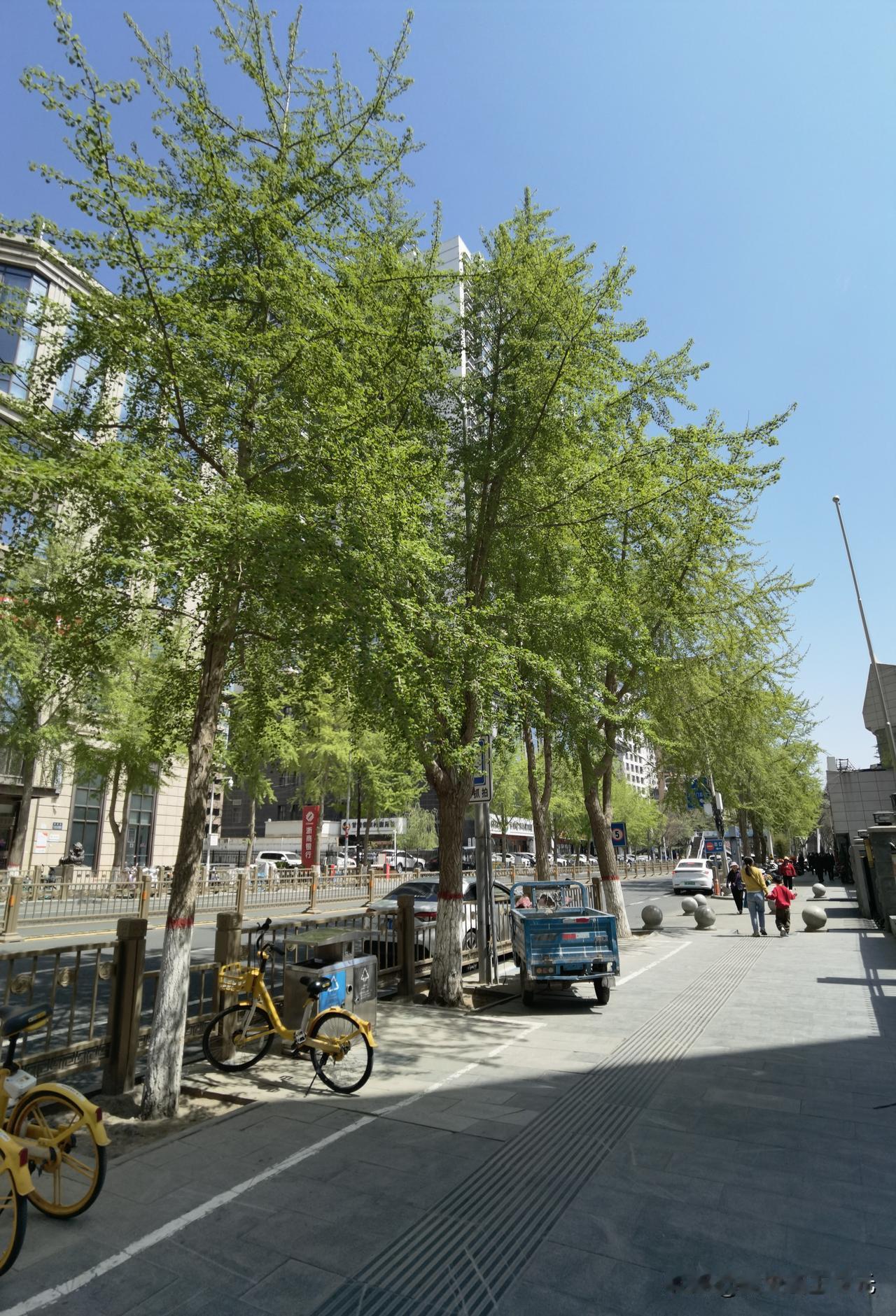 兰州的春天到了，刚刚撒开的树叶嫩绿嫩绿的，一看就让人心情透亮。那你知道这是在哪里