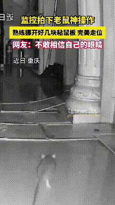 “笑不活了！”2025年7月，重庆，一老鼠在夜间跑出来觅食，然而，房主早已在路上