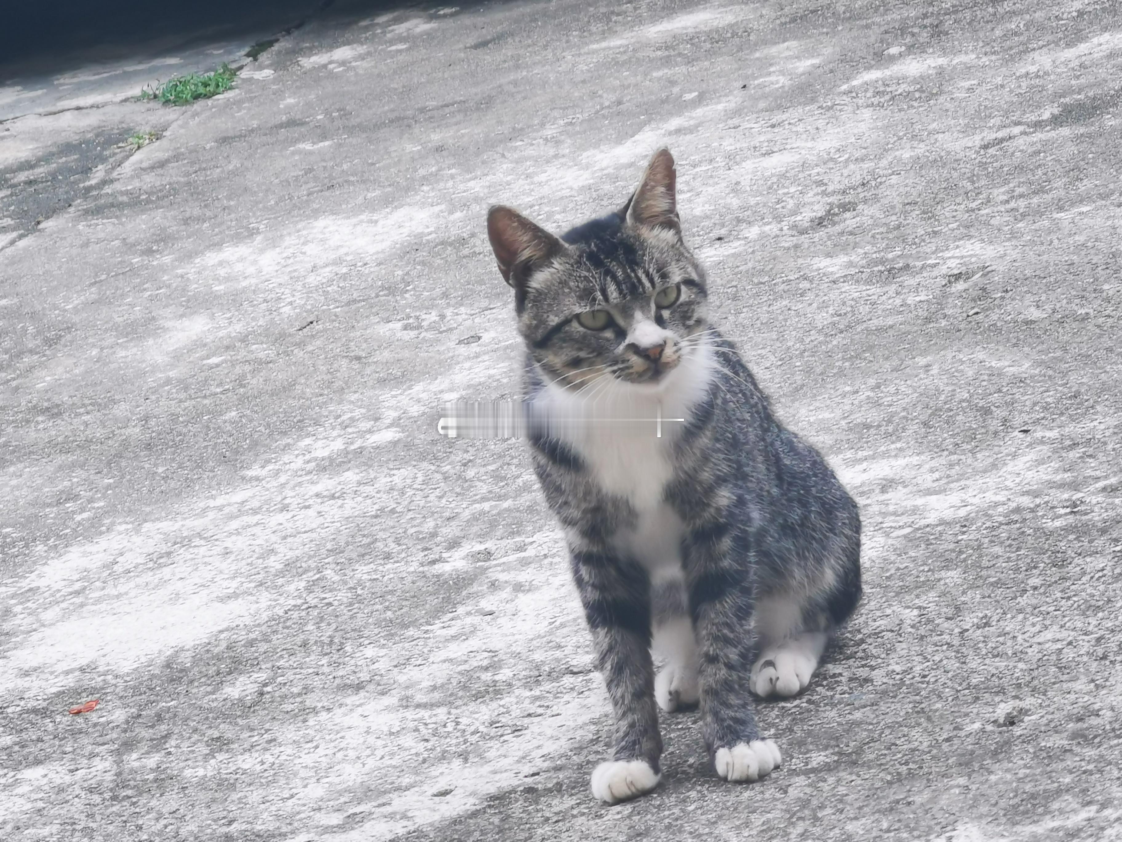 丧彪 