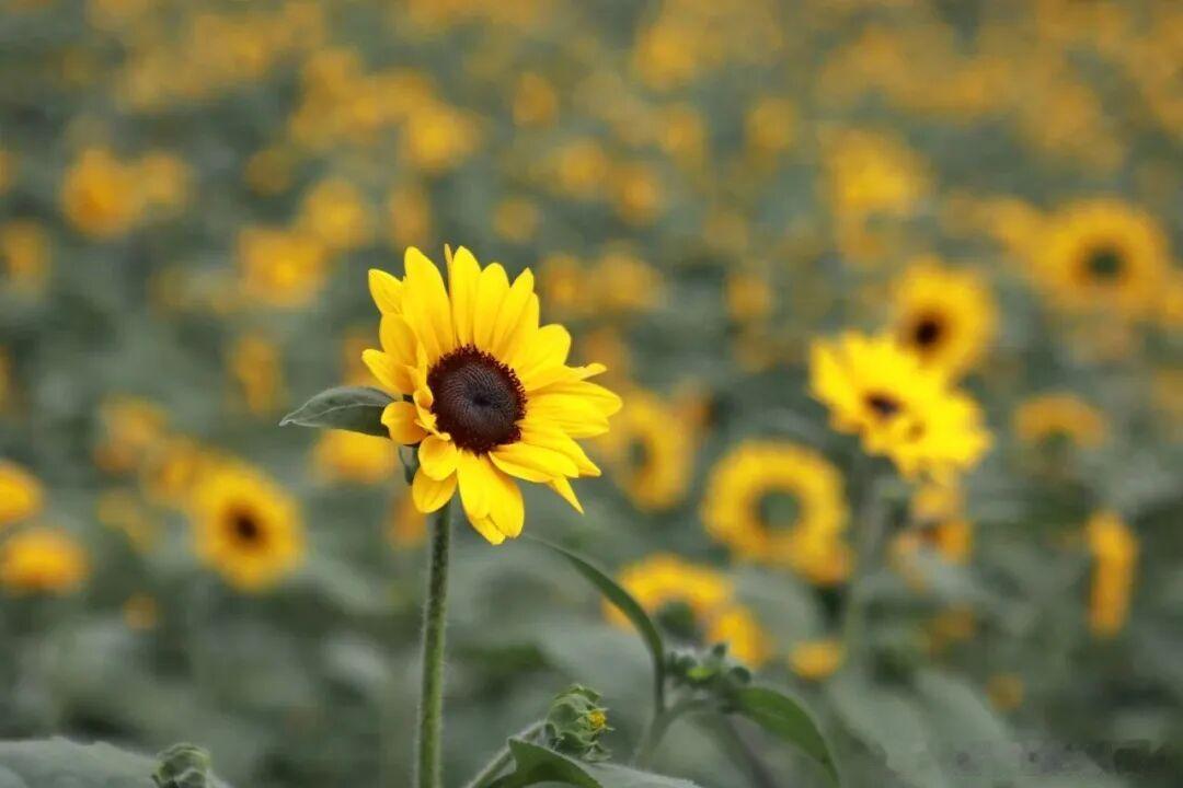 四川的夏天，被整片金色花海治愈了🌻成都、乐山、泸州、眉山、广安多地向日葵全开！