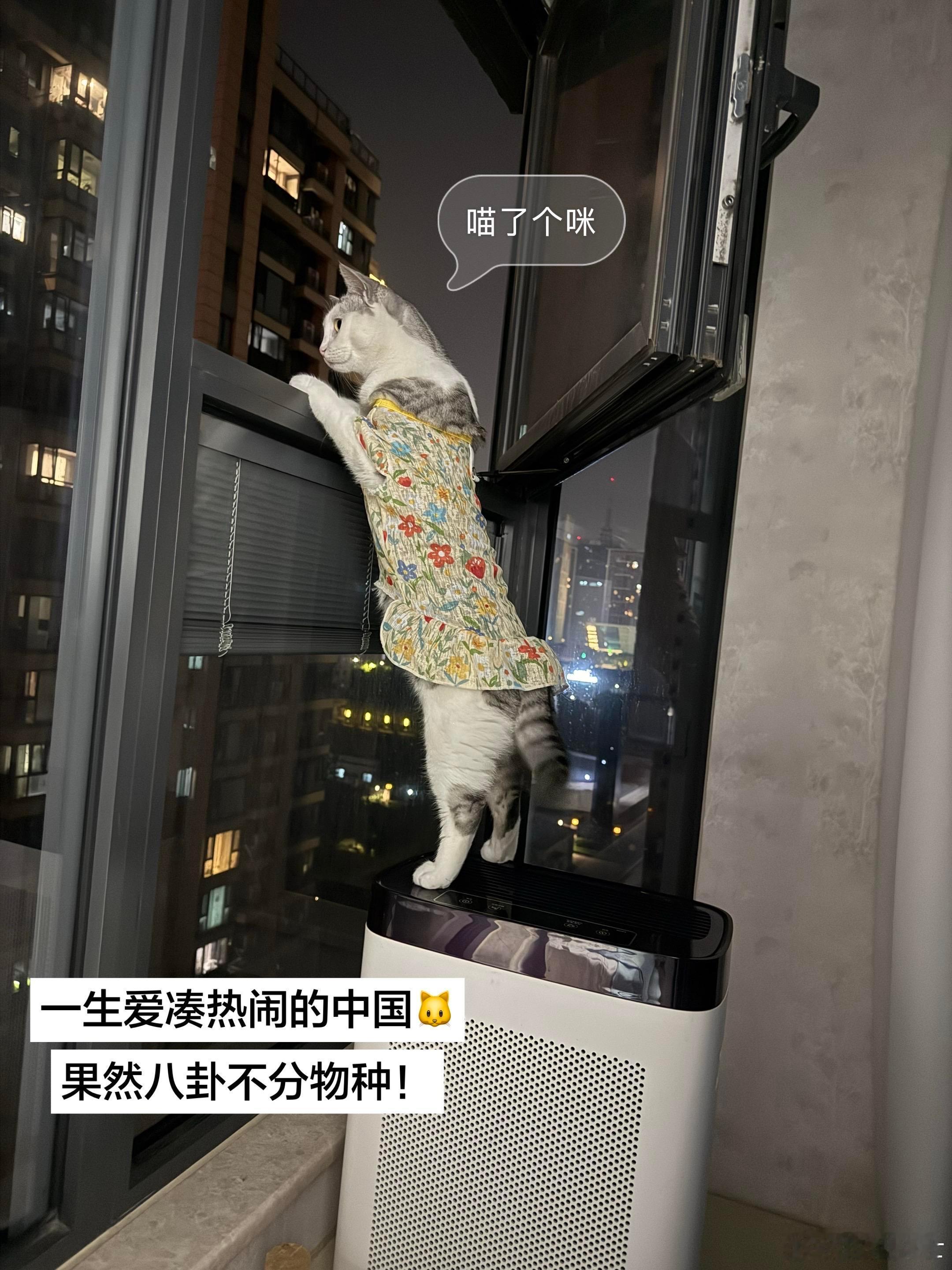 虽然听不懂在吵什么，但一点也不妨碍它看热闹！看不懂不耽误我凑热闹