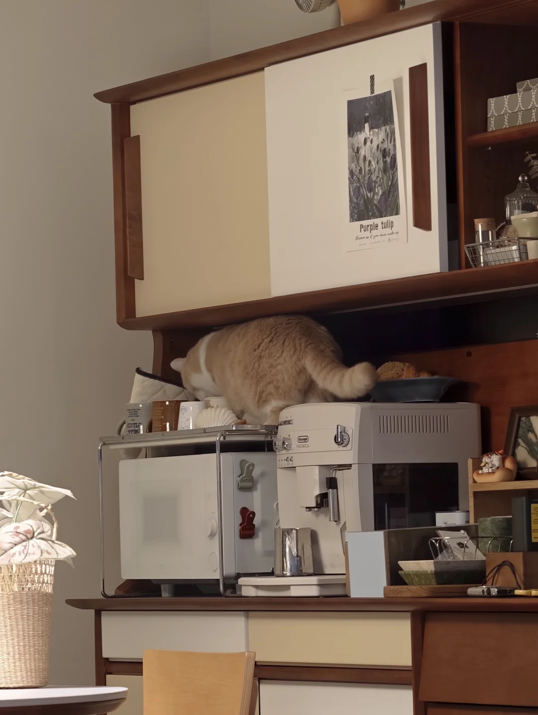 全瑕坏猫