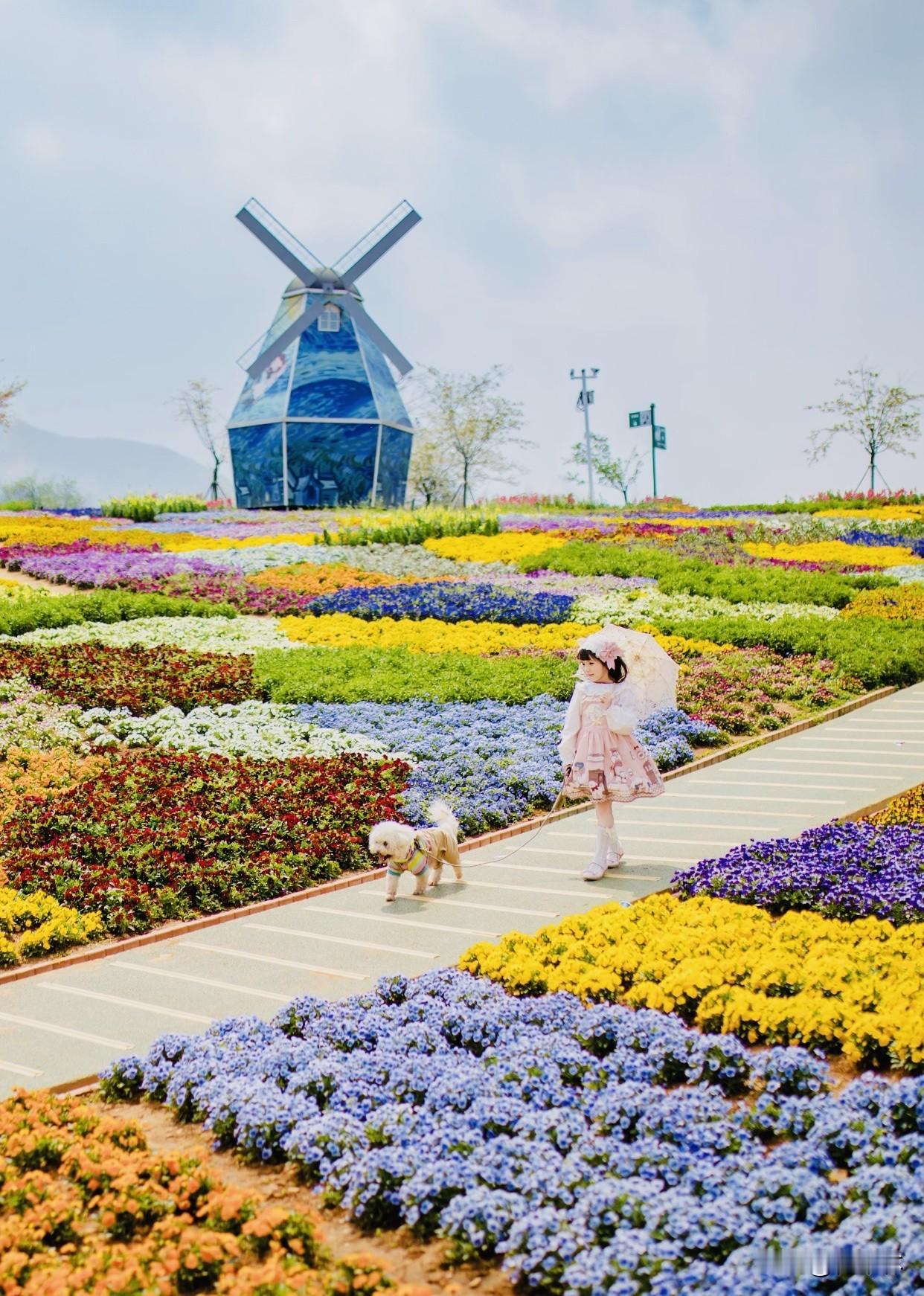 晒图笔记大赛花谷奇缘的春天太美了，漫山遍野的花像织了条彩虹地毯，风车、花海、油画