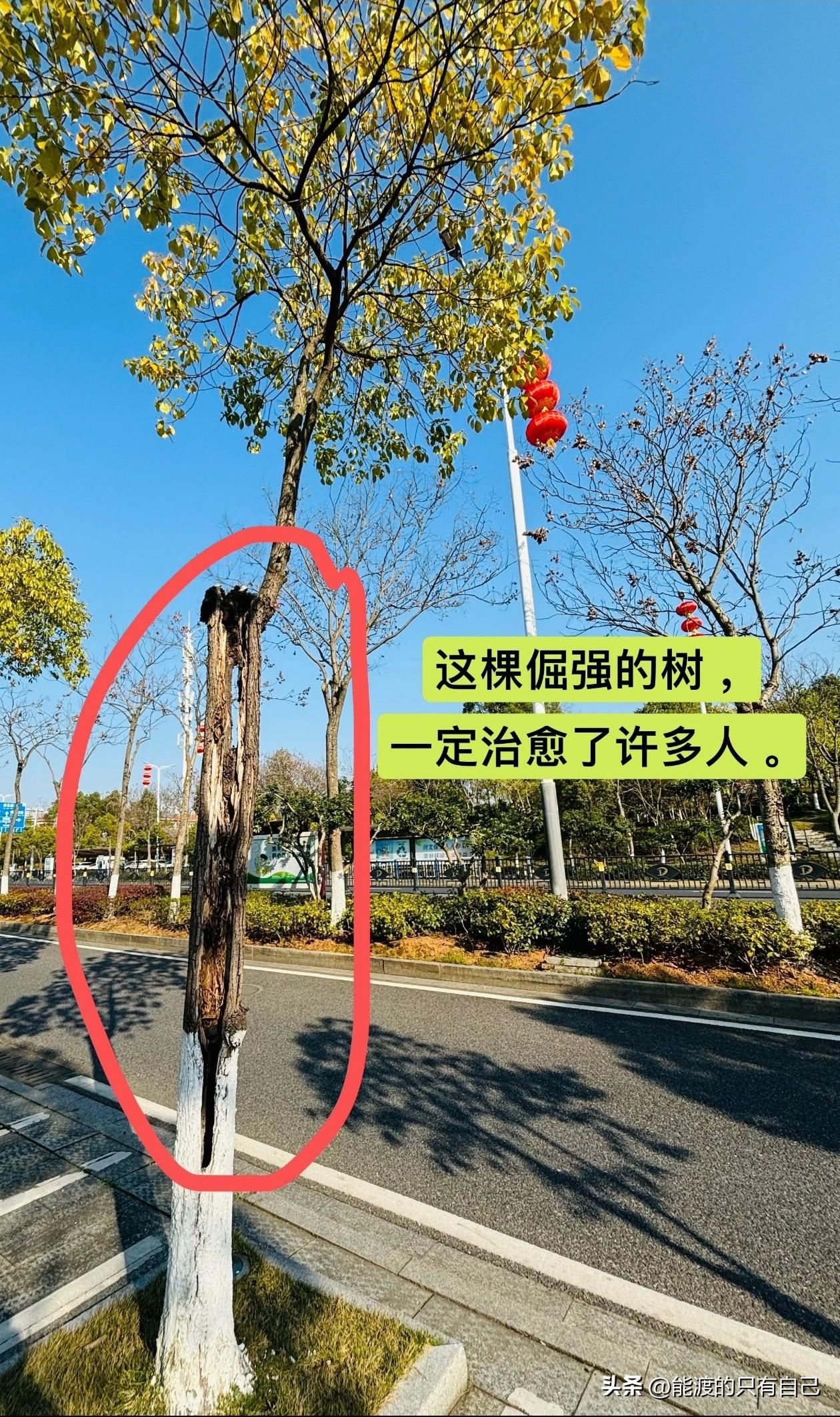 这棵倔强的树，你是否也被它治愈了