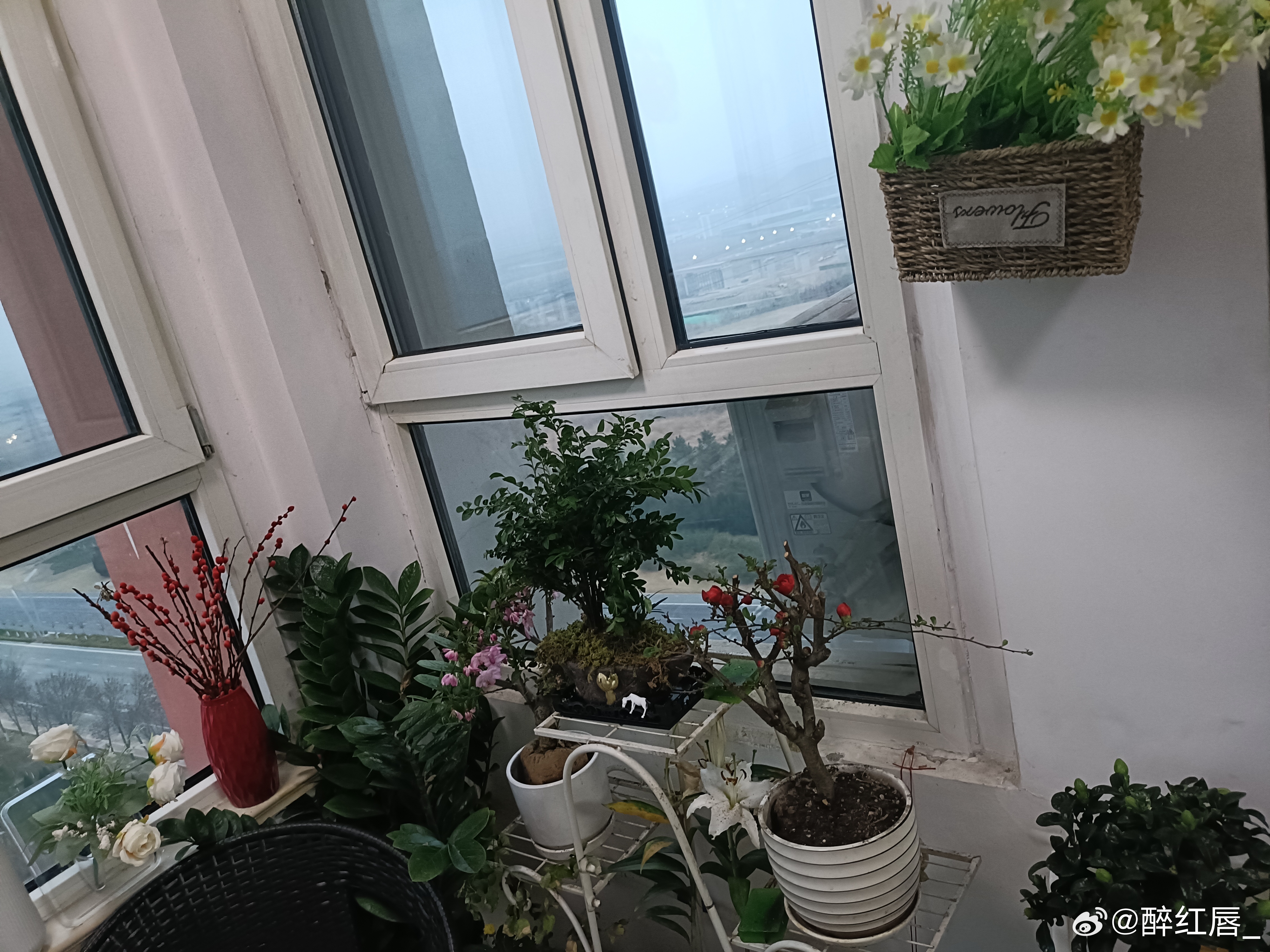 生活的快乐很简单，得到一盆盆景🌲、一盆花🌸，就满心欢喜。把阳台种满喜欢的风景