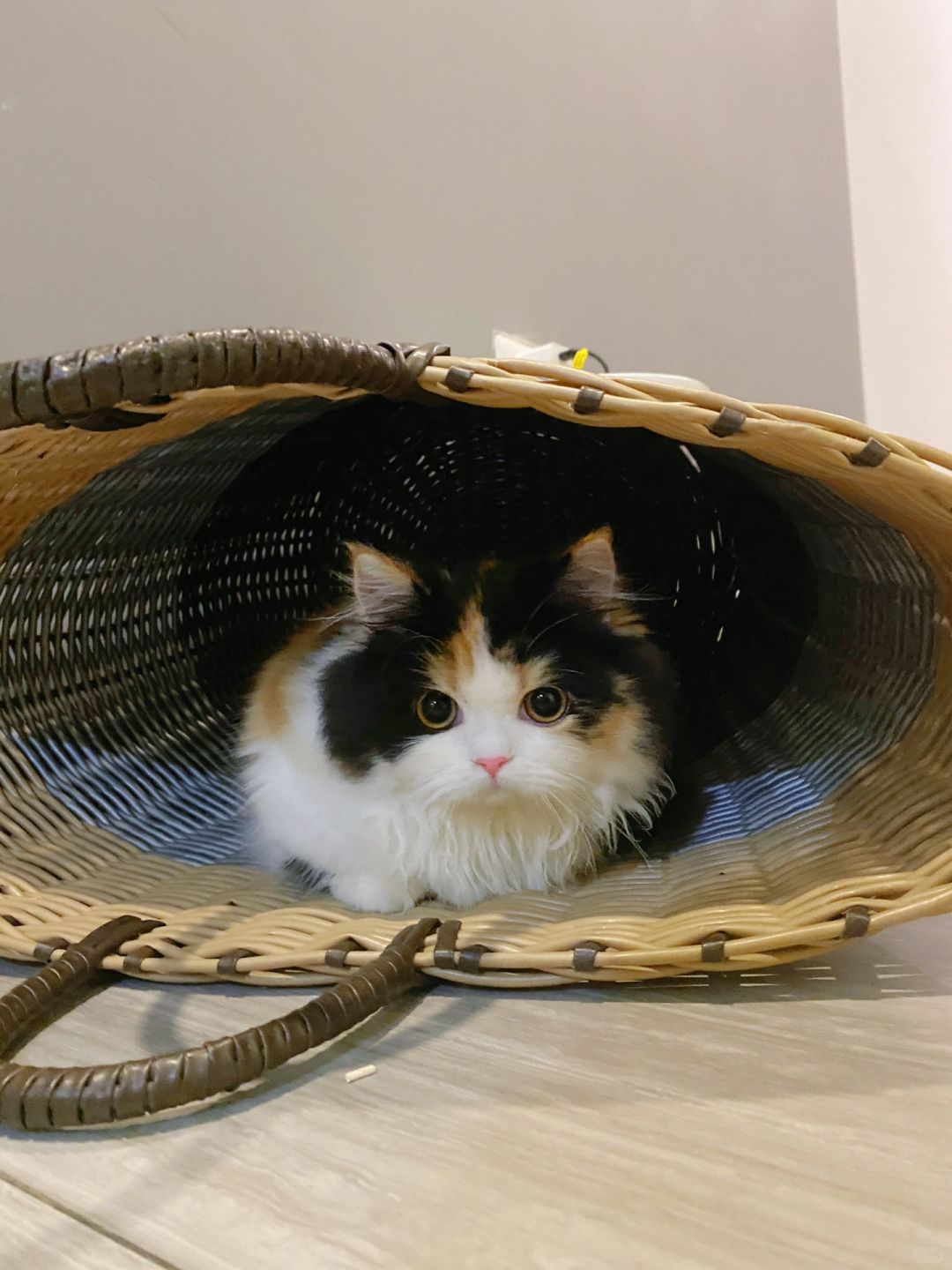 当小猫咪出现这个眼神就说明……