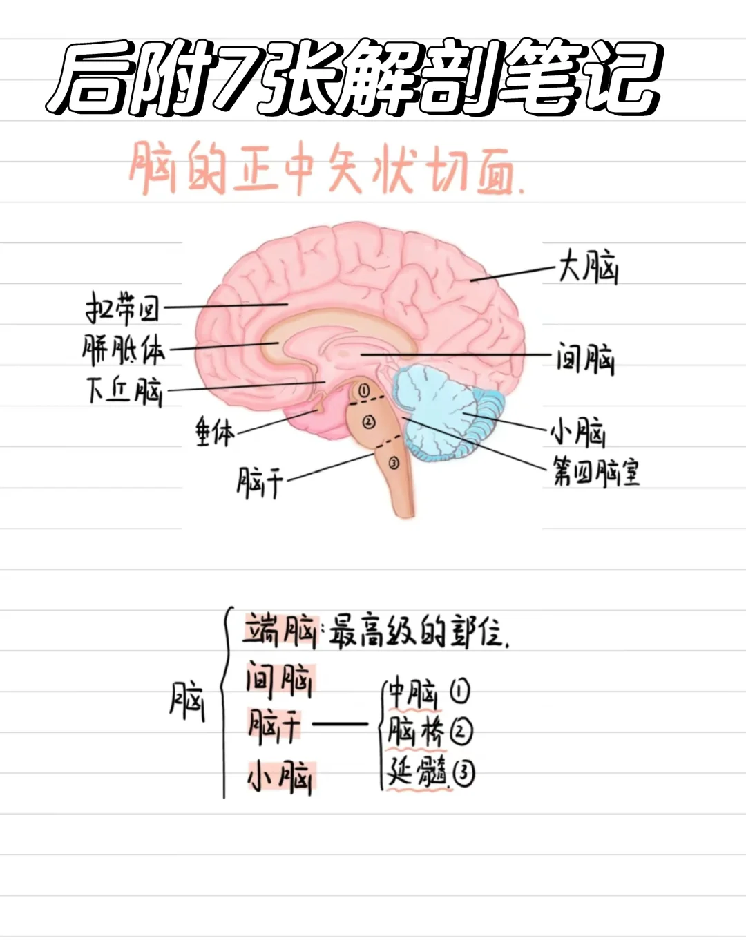 医学生笔记-脑🧠解剖 建议点赞收藏👍