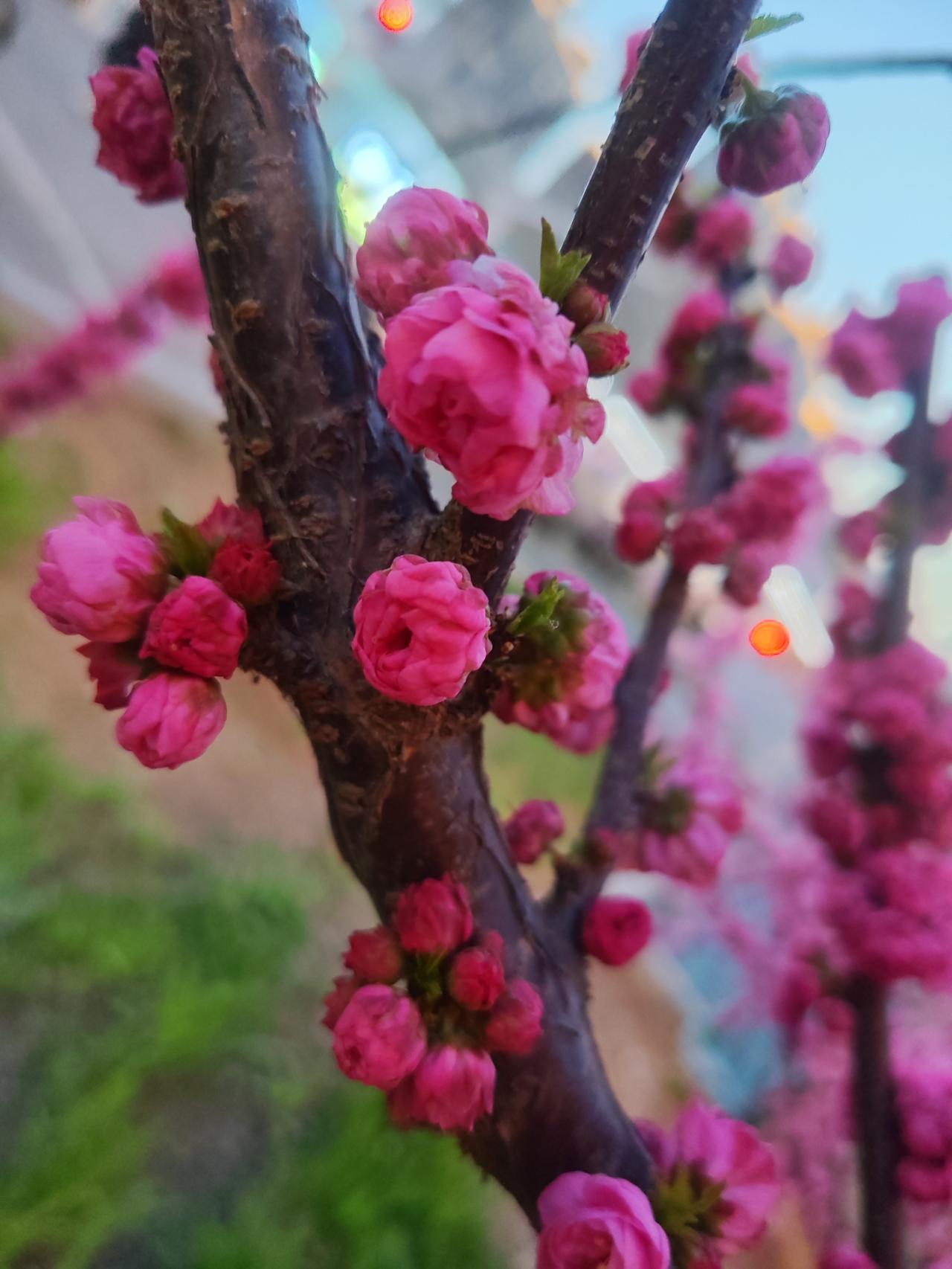 分享一张花开的照片一片白菜叶子贴近生活，一枝桃花贴近生活。春的气息，春的笑脸，在