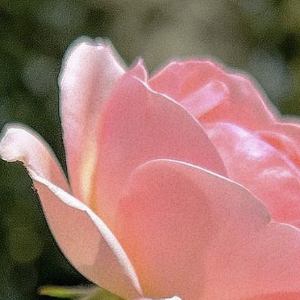 每日一善 小樱 月季完整种植养护教程（地栽+盆栽）一、最佳：春秋（3-4月、9-