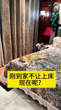 刚养猫那阵儿，规矩定得老硬气，卧室不让进、床不让上、沙发也不准趴，狠话放得一套一