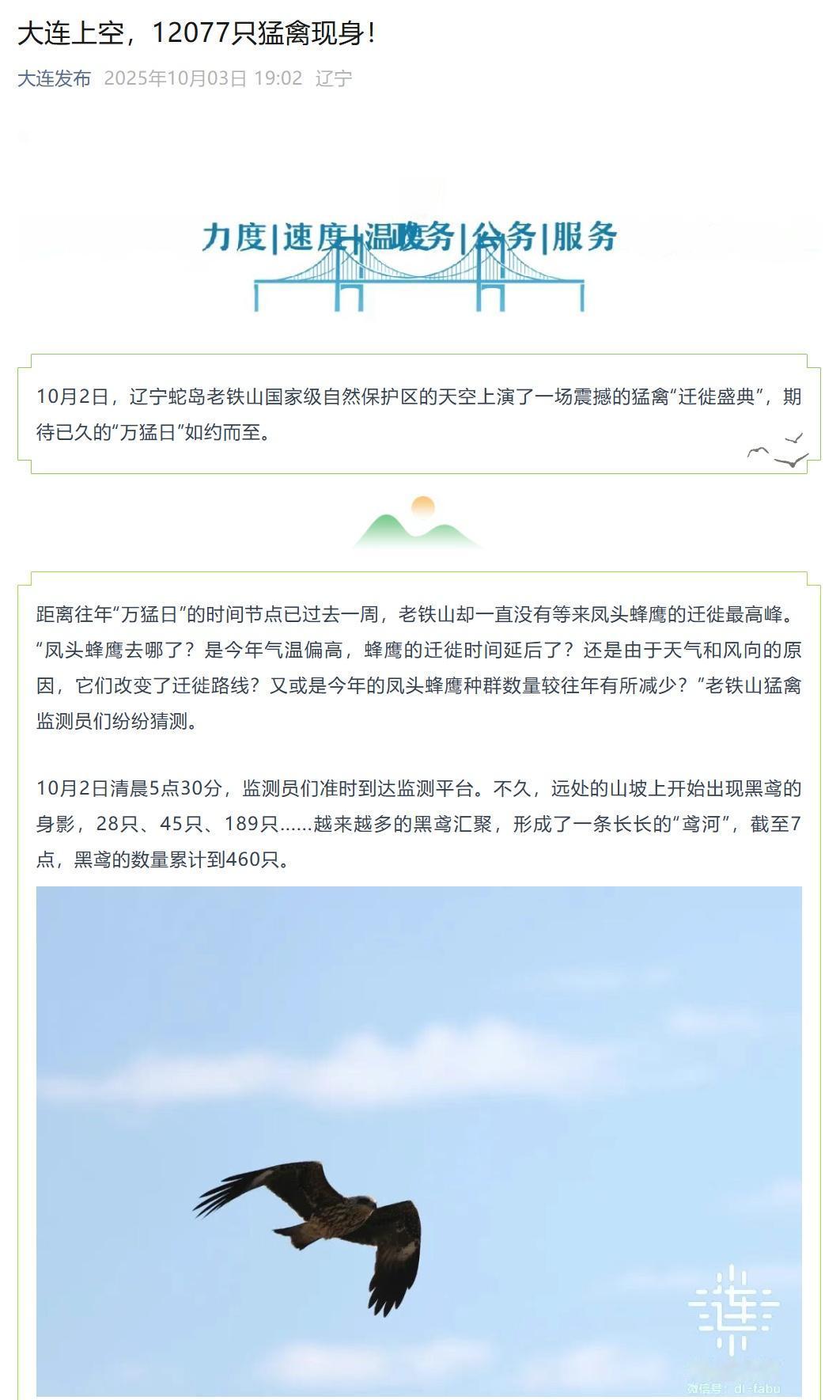 大连上空，12077只猛禽现身！