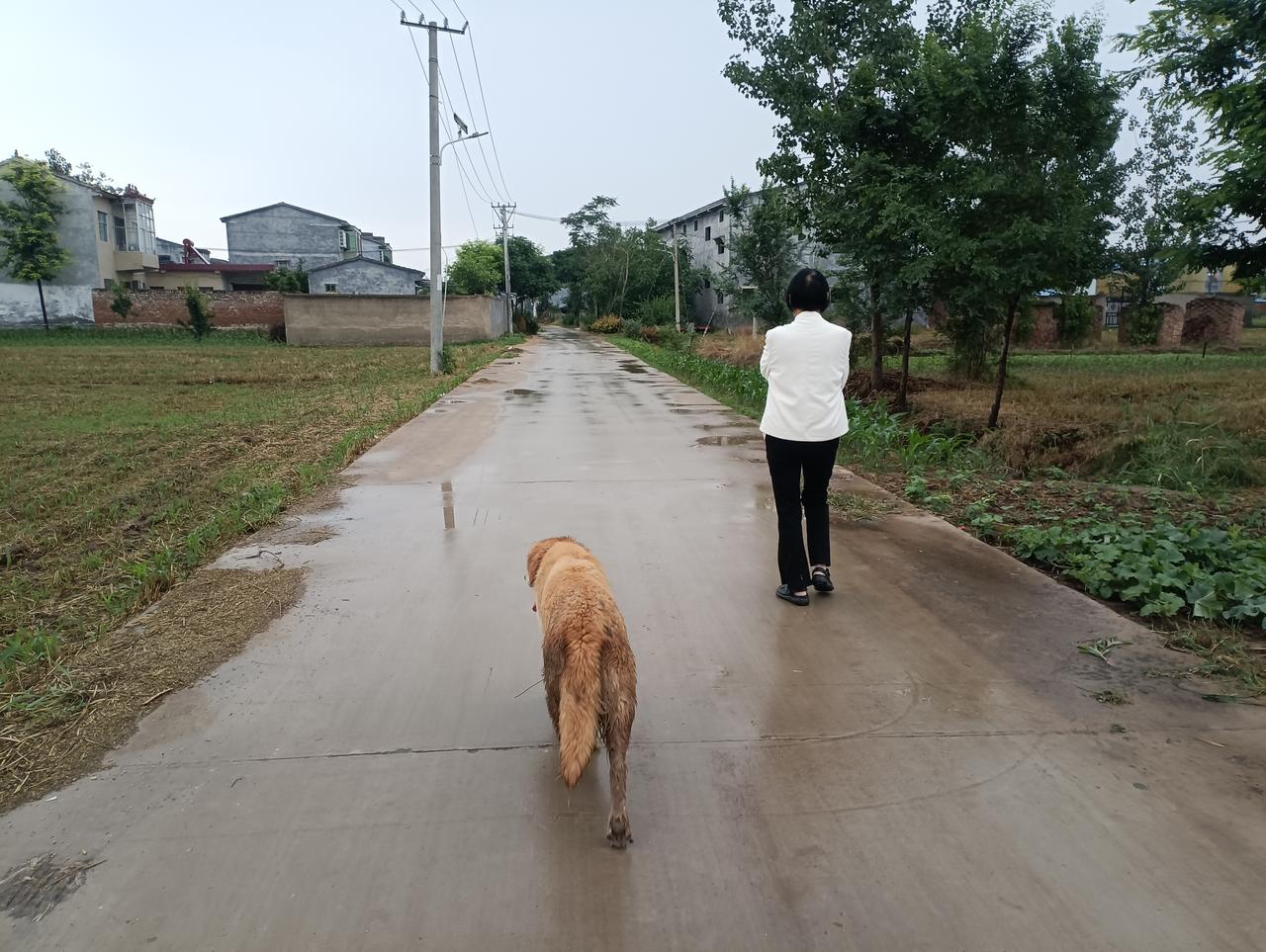 雨后的老家，太美了。
走在乡间小路上，心旷神怡，到处都是靓丽的风景。夏至刚过，一