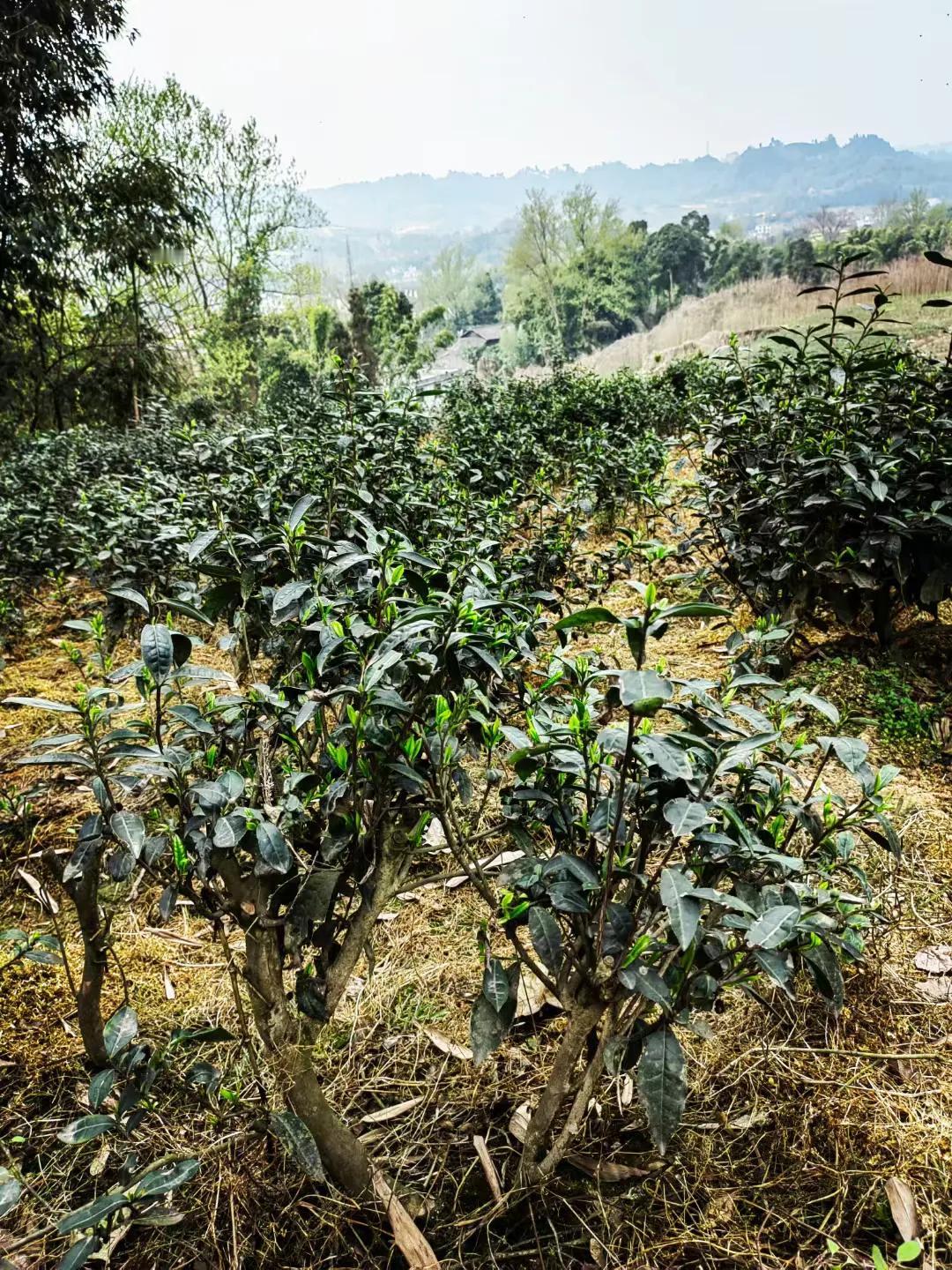 激动的心
颤抖的手
～
这人啊
和茶一样
～
淡了没味
浓了又上头 …