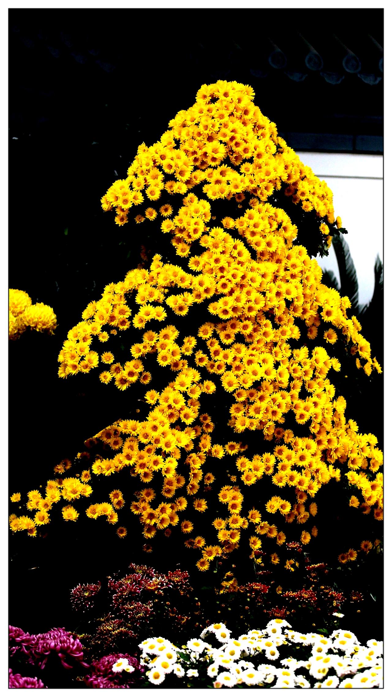 中山公园菊花