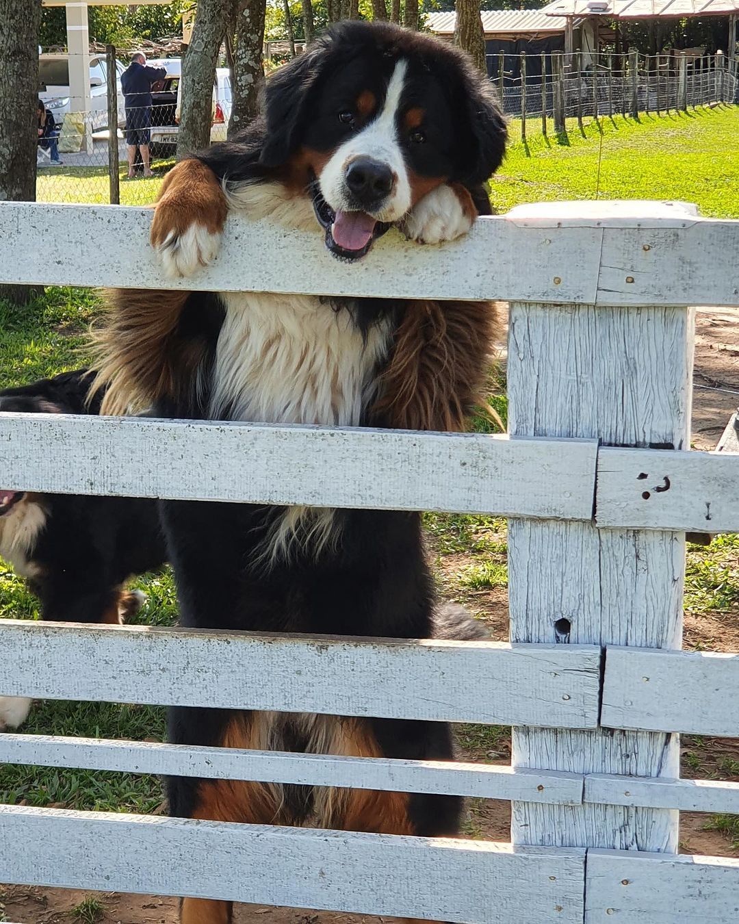 狗狗公园超好玩的，您也进来玩玩吧。ig：bernese ​​​