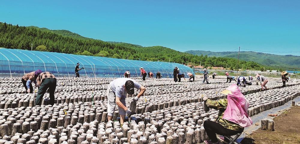 汪清木耳产业撑起金色产业链

         一块小小黑木耳，能有多大威力？说