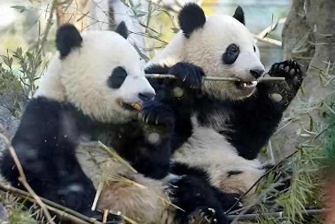 对日本大熊猫迷而言，真正让人心里发凉的，并不只是“上野动物园要暂时告别熊猫”这件