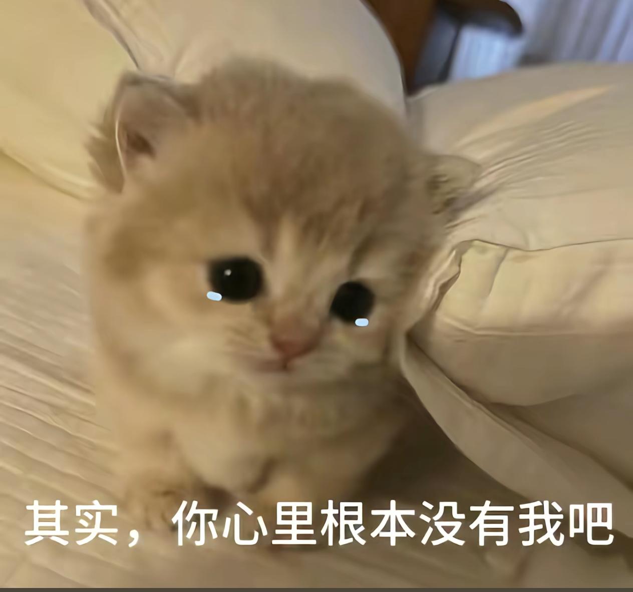 猫猫今天也忧郁