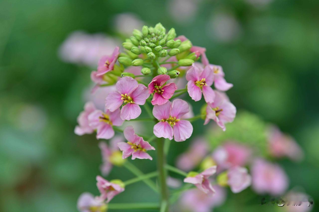 植物摄影中治愈系的瞬间，彩色油菜花特写。
春日生活打卡季我的摄影日记摄影
