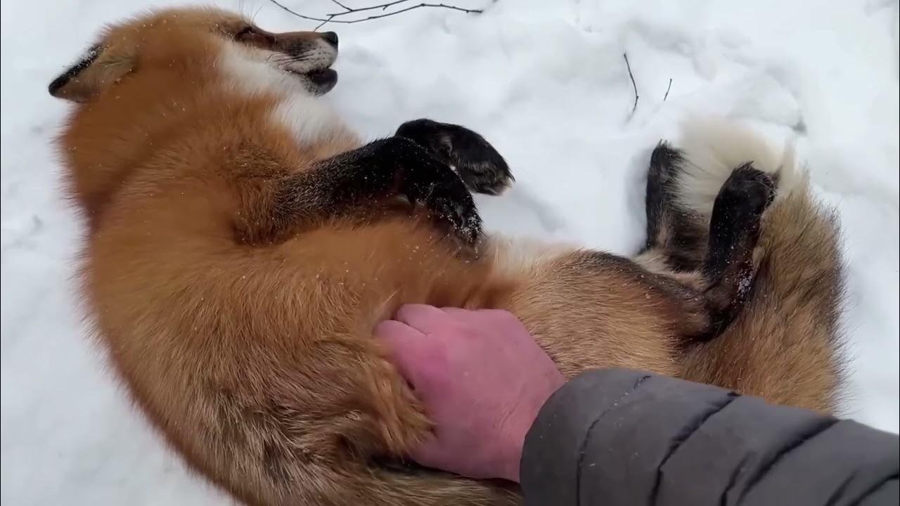 狐狸[超话] 莎莎这个大列巴 ​​​
